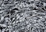 Frozen wrack 2 - loch Long