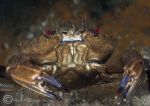 velvet swimming crab