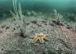 Seven-armed starfish