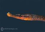 Snake pipefish