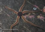 Black brittlestar