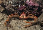 Long-clawed squat lobster