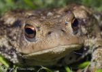 common toad