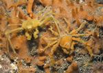 sponge spider crabs
