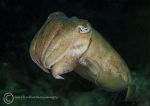 Cuttlefish