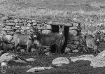 Donkeys - Claddaghduff b&w