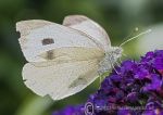 Large white