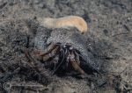 Hermit crab with sponge