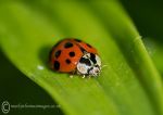 Harlequin ladybird