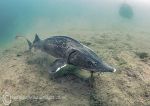 Sturgeon feeding 3