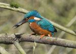 Kingfisher & Fish 4