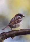 Tree sparrow
