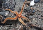 Black brittle star