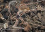 Brittlestar