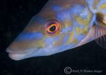 male cuckoo wrasse