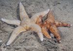 Starfish duo