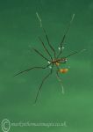 Sea spider