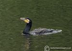 cormorant on Weaver