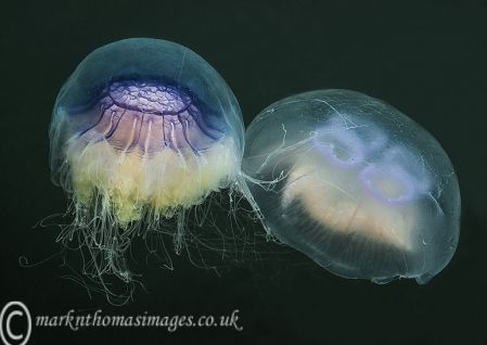 Blue & Moon Jellyfish