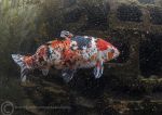 Carp - mottled