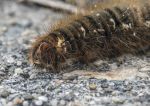 Oak Eggar Moth - caterpillar