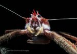 Long-clawed squat lobster