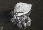 Mute swans 2014