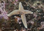 Common starfish - four armed
