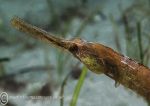 Greater Pipefish
