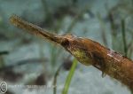 Greater Pipefish