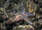 Common starfish