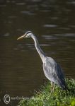 Grey heron - fishing