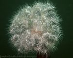Plumose anemone