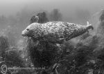 Grey seal pup - Farnes