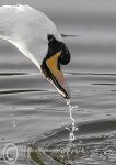 Mute swan- drinking