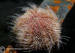 Common Sea Urchin