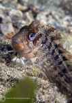 Tompot blenny
