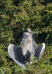 Laid Back Heron