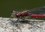 Large red damselfly