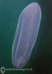 Comb jelly