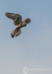 Kestrel Hunting 3