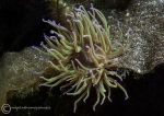 Snakelocks anemone