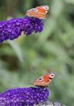 Peacocks on buddleja