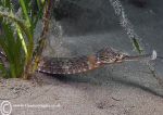 Greater Pipefish