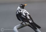 Blackbird - leucistic