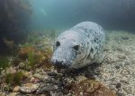 Grey seal pup