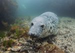 Grey seal pup