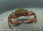 Anchor Bay - spider crab