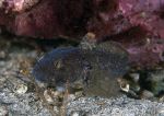 Black goby