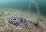 Thornback ray